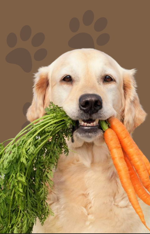 Dog Treats Recipe
