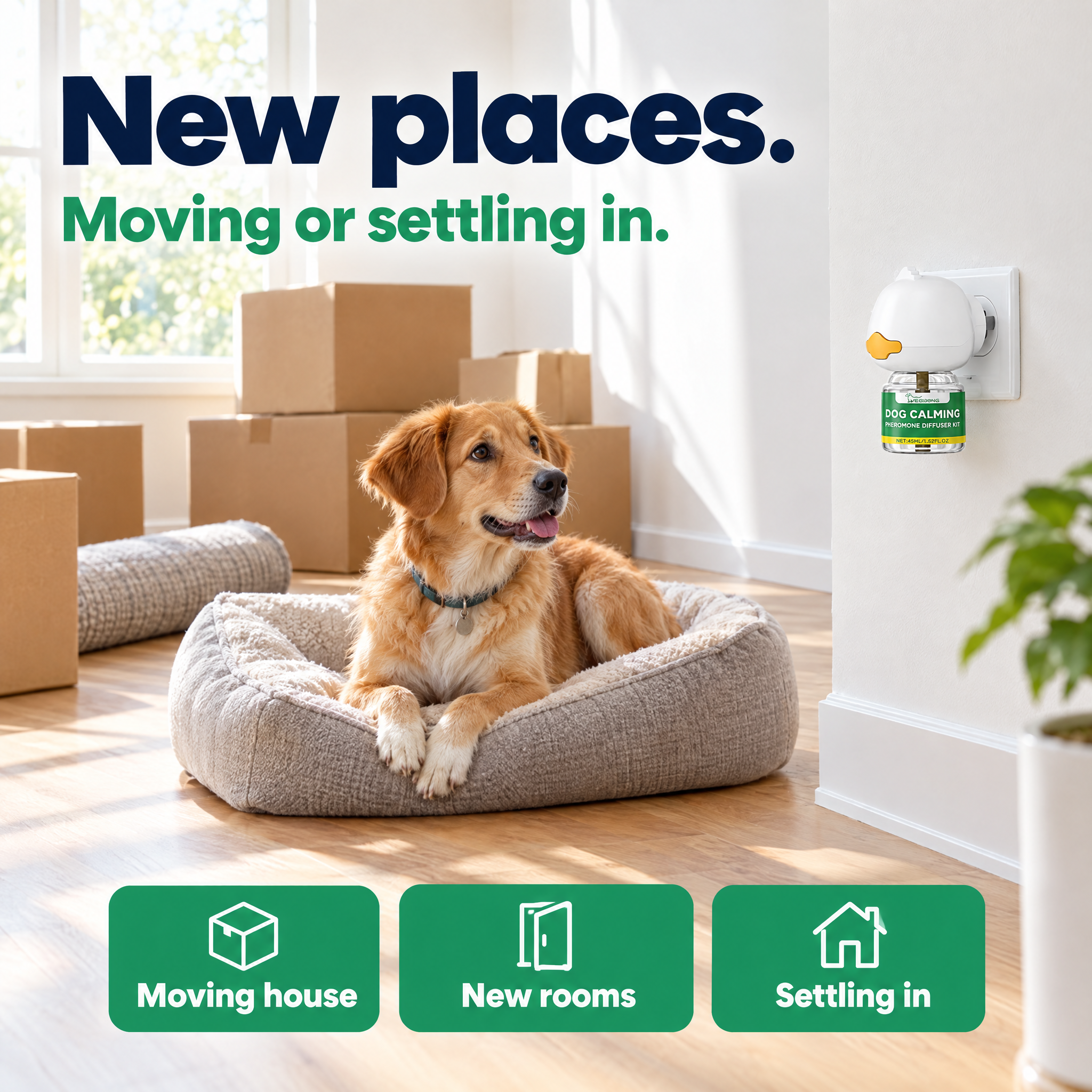Dog settling into a new home